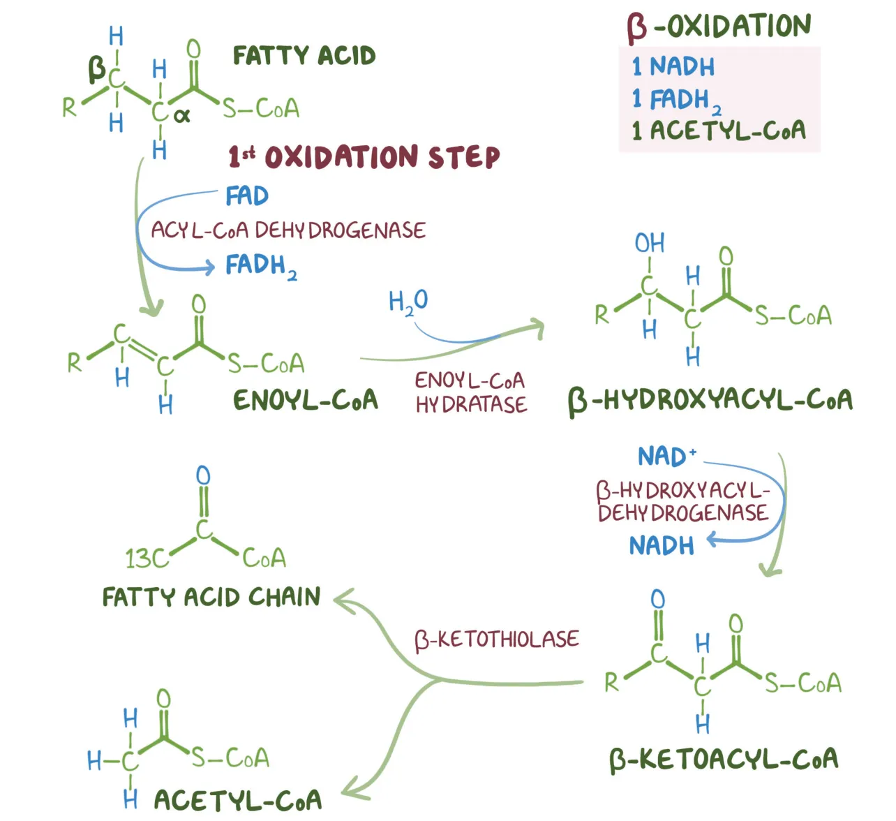 Osmosis: one turn drawn with structures, enzymes and coenzymes