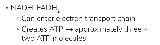 Osmosis notes: NADH and FADH2 feed the electron transport chain, about 3 and 2 ATP