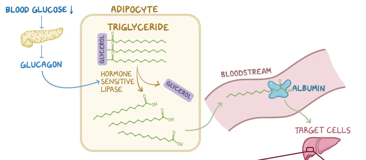 Osmosis: glucagon activates HSL; glycerol and fatty acids leave, fatty acids ride albumin