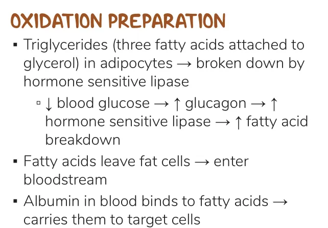 Osmosis notes: HSL breaks down triglycerides; albumin carries fatty acids to target cells