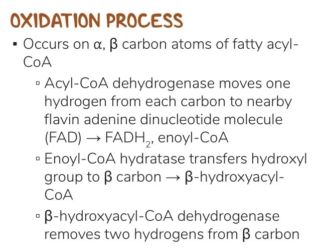 Osmosis notes: dehydrogenase, hydratase, second dehydrogenase