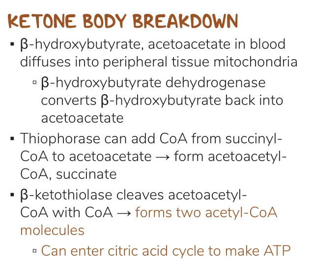 Osmosis notes: thiophorase takes CoA from succinyl-CoA; thiolase gives two acetyl-CoA