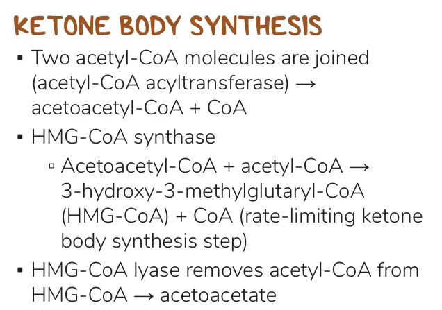 Osmosis notes: thiolase, HMG-CoA synthase (rate-limiting), HMG-CoA lyase → acetoacetate