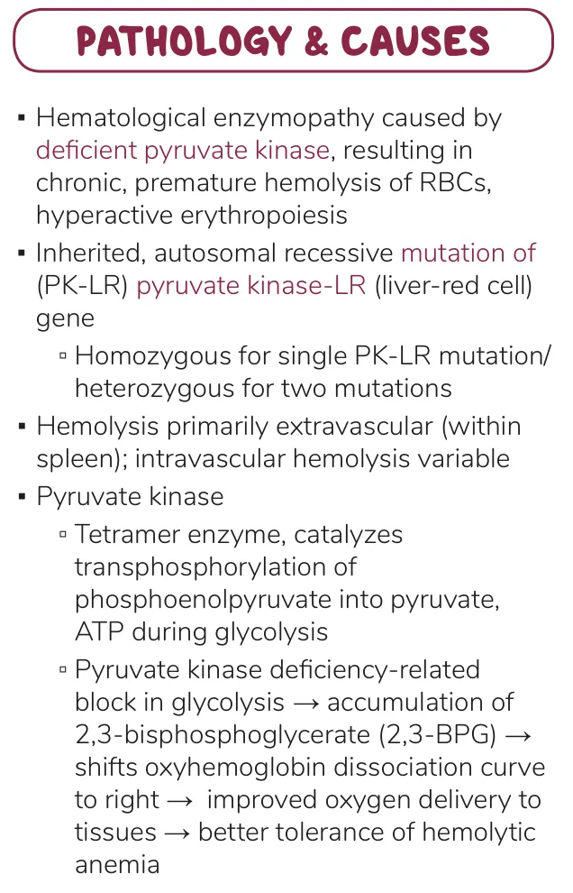 Osmosis notes: PK deficiency blocks glycolysis → 2,3-BPG accumulates → right shift.