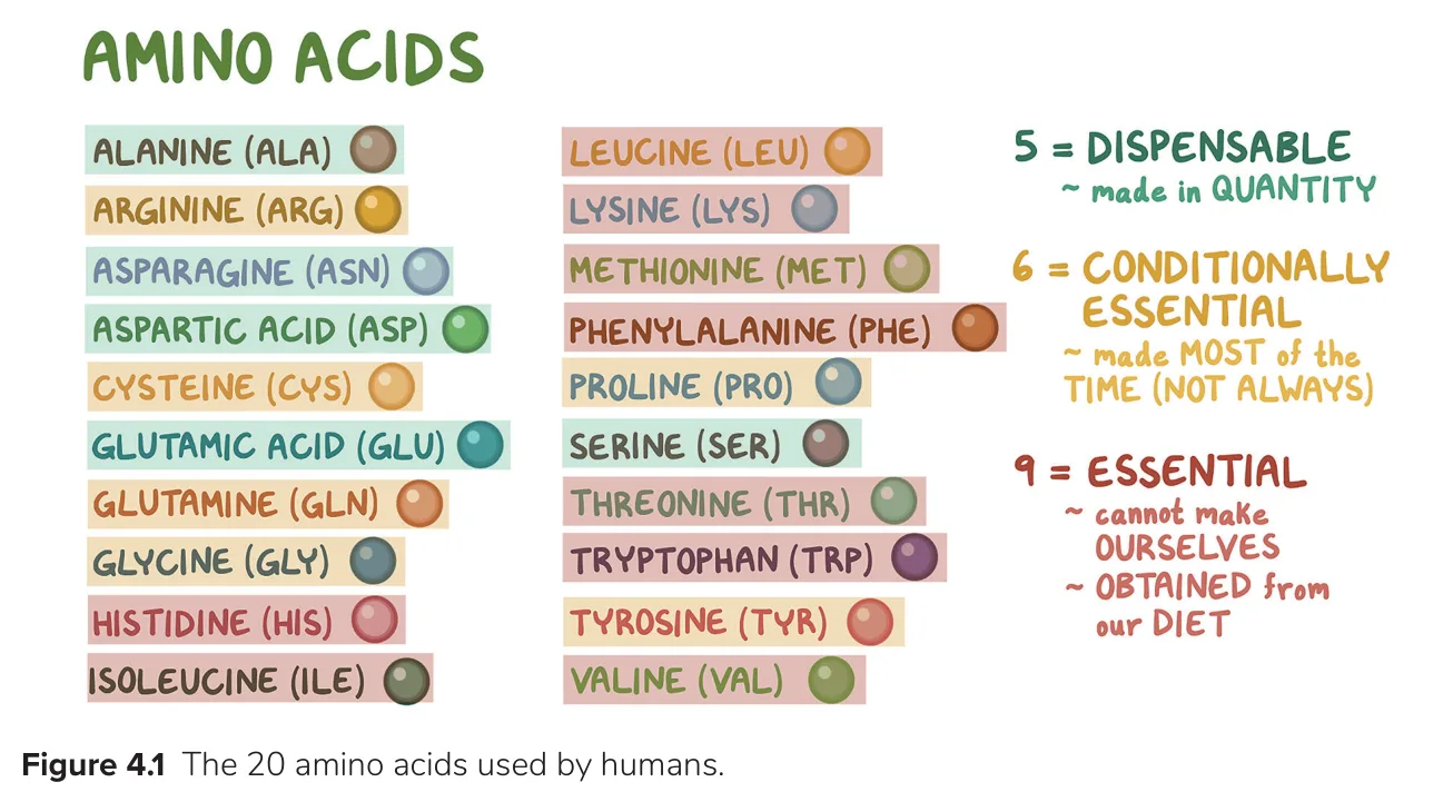 Osmosis: the 20 amino acids used in human proteins, with 3-letter codes