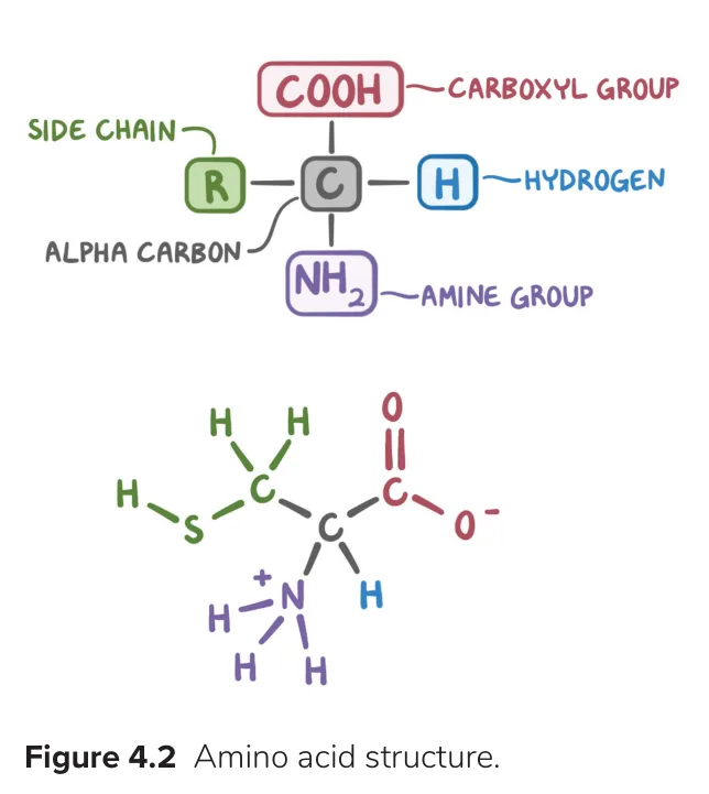 Osmosis: the same four groups on the α-carbon (cysteine drawn below)