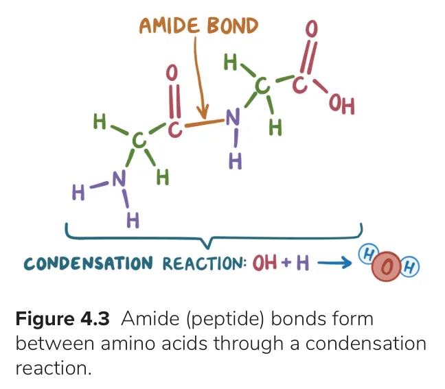 Osmosis: amide (peptide) bond formed by a condensation reaction