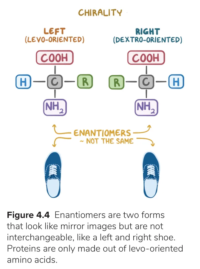 Osmosis: enantiomers as left and right shoes; proteins use L only