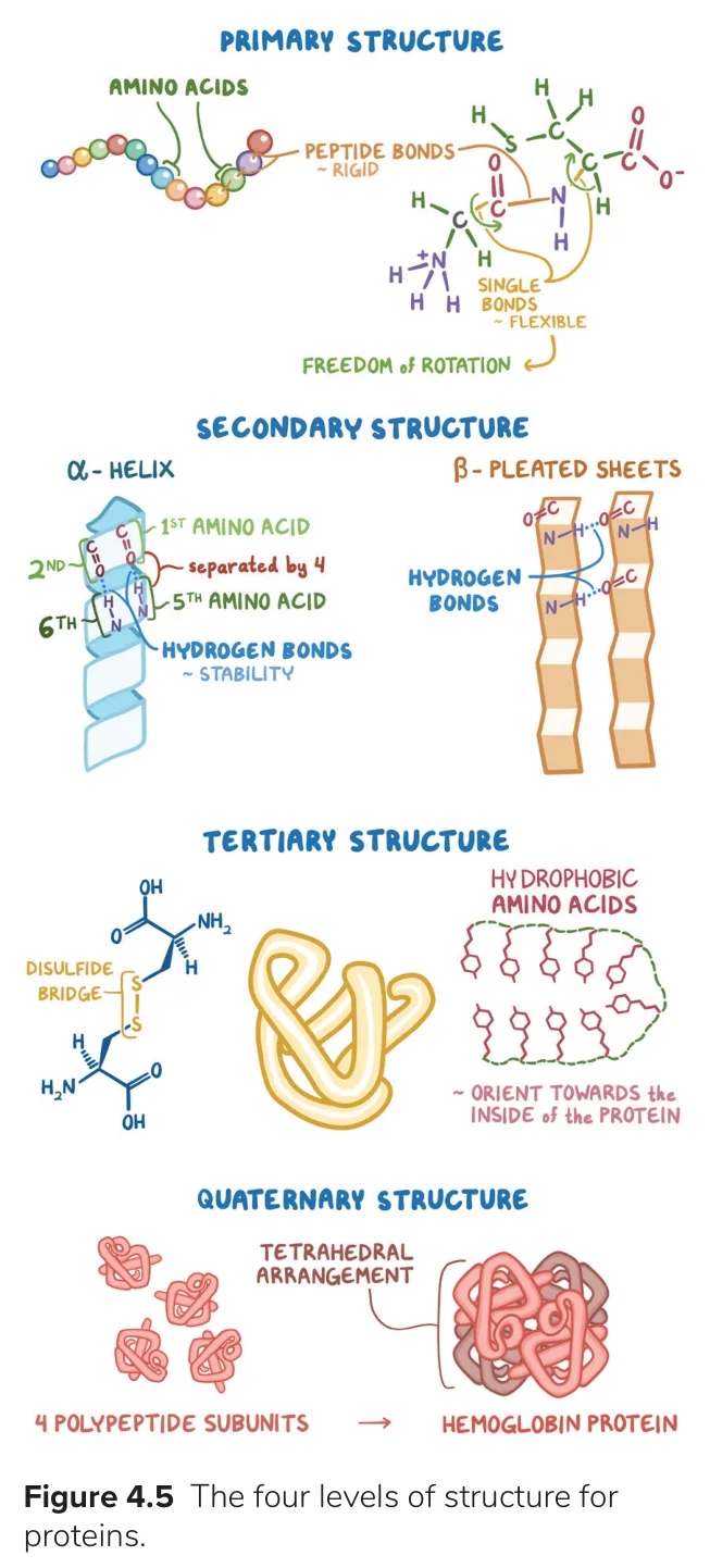 Osmosis: primary to quaternary structure drawn level by level