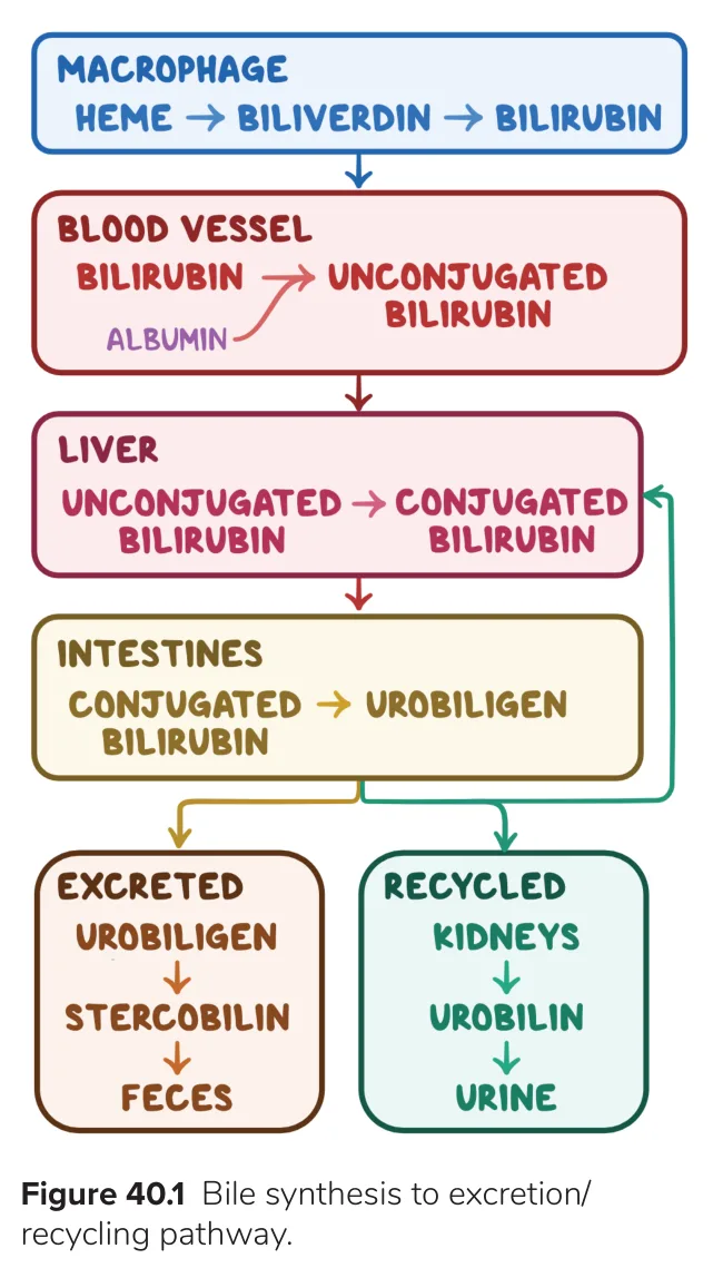 Bilirubin leaves the body in bile: one example of biliary excretion