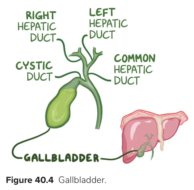 Gallbladder and ducts: hepatic, cystic and common bile ducts