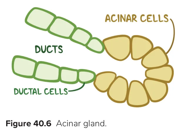 Acinar cells make enzymes (CCK); ductal cells make bicarbonate (secretin)
