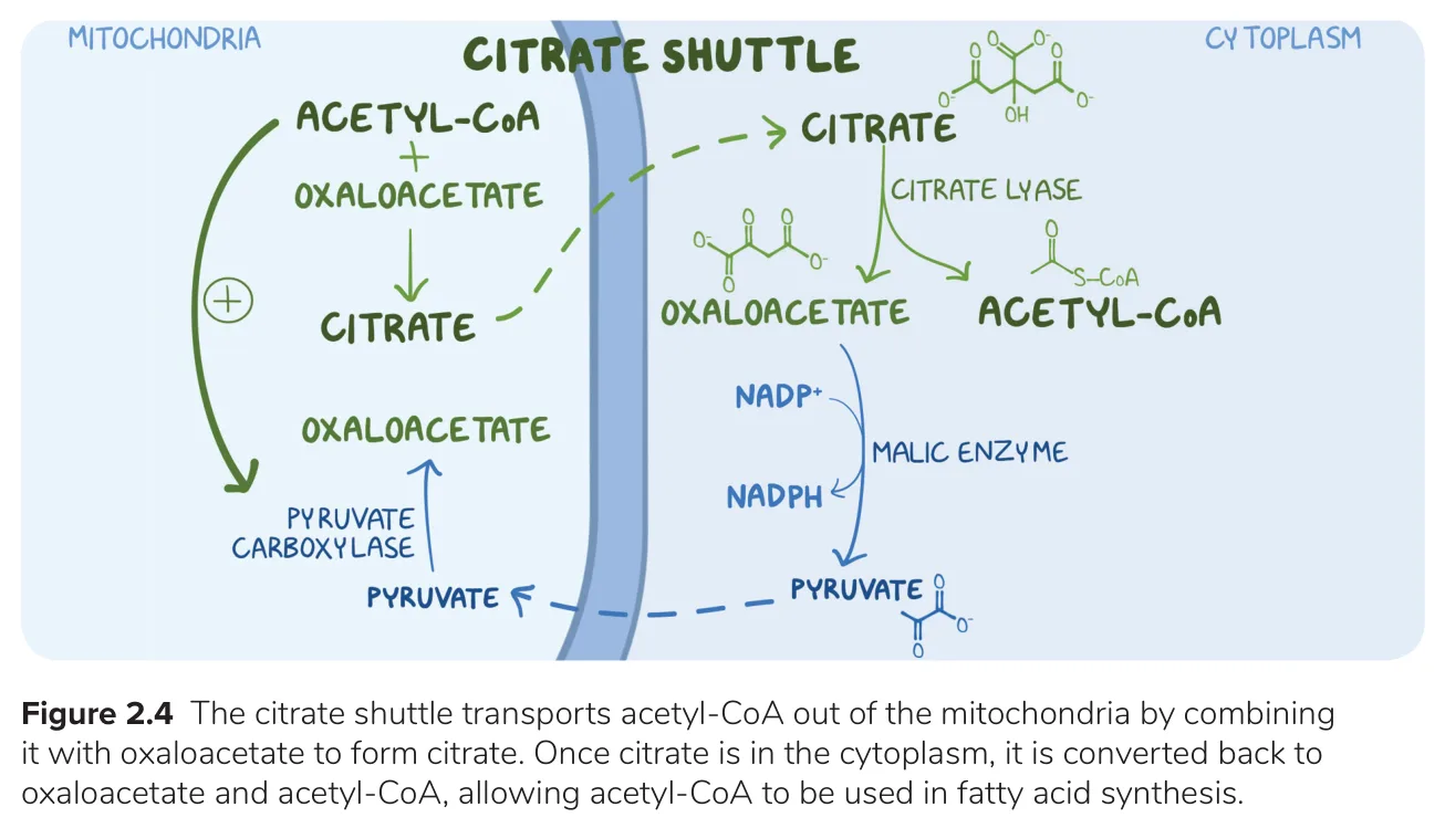 Osmosis citrate shuttle; its 'citrate lyase' is ATP-citrate lyase (spends one ATP).