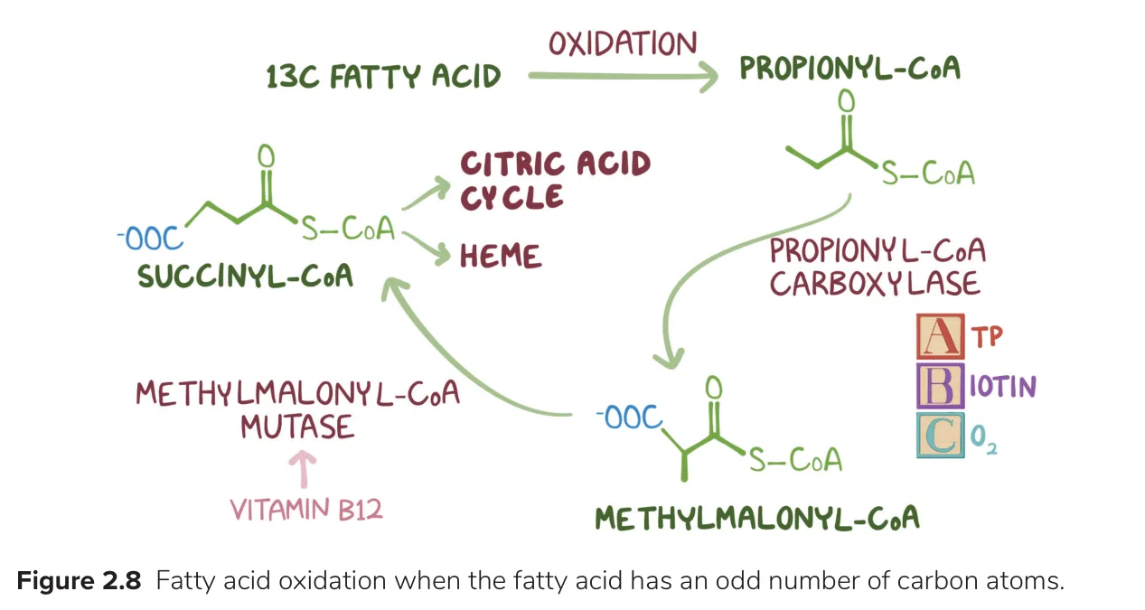 Osmosis: propionyl-CoA carboxylase (ATP, biotin, CO2), B12 mutase to succinyl-CoA