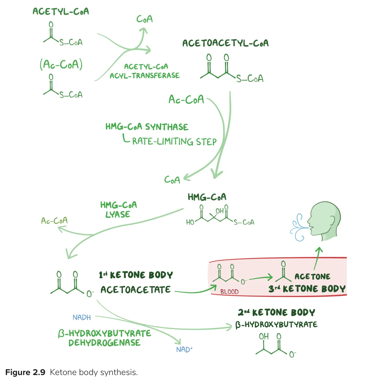 Osmosis: ketone body synthesis from acetyl-CoA to β-hydroxybutyrate; acetone exhaled