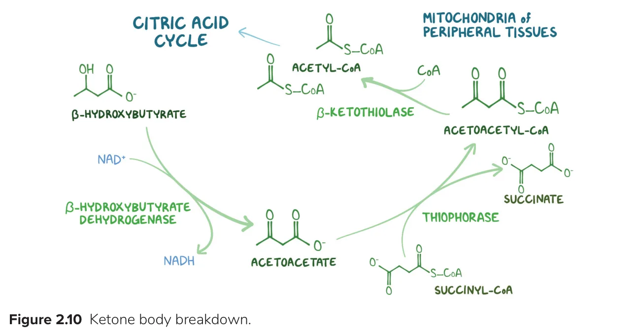 Osmosis: ketone breakdown by β-hydroxybutyrate dehydrogenase, thiophorase and β-ketothiolase