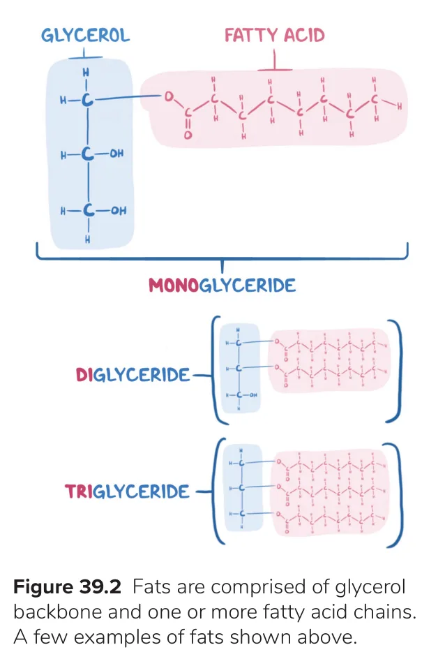 Glycerol carrying one, two or three fatty acids: mono-, di- and triglyceride.