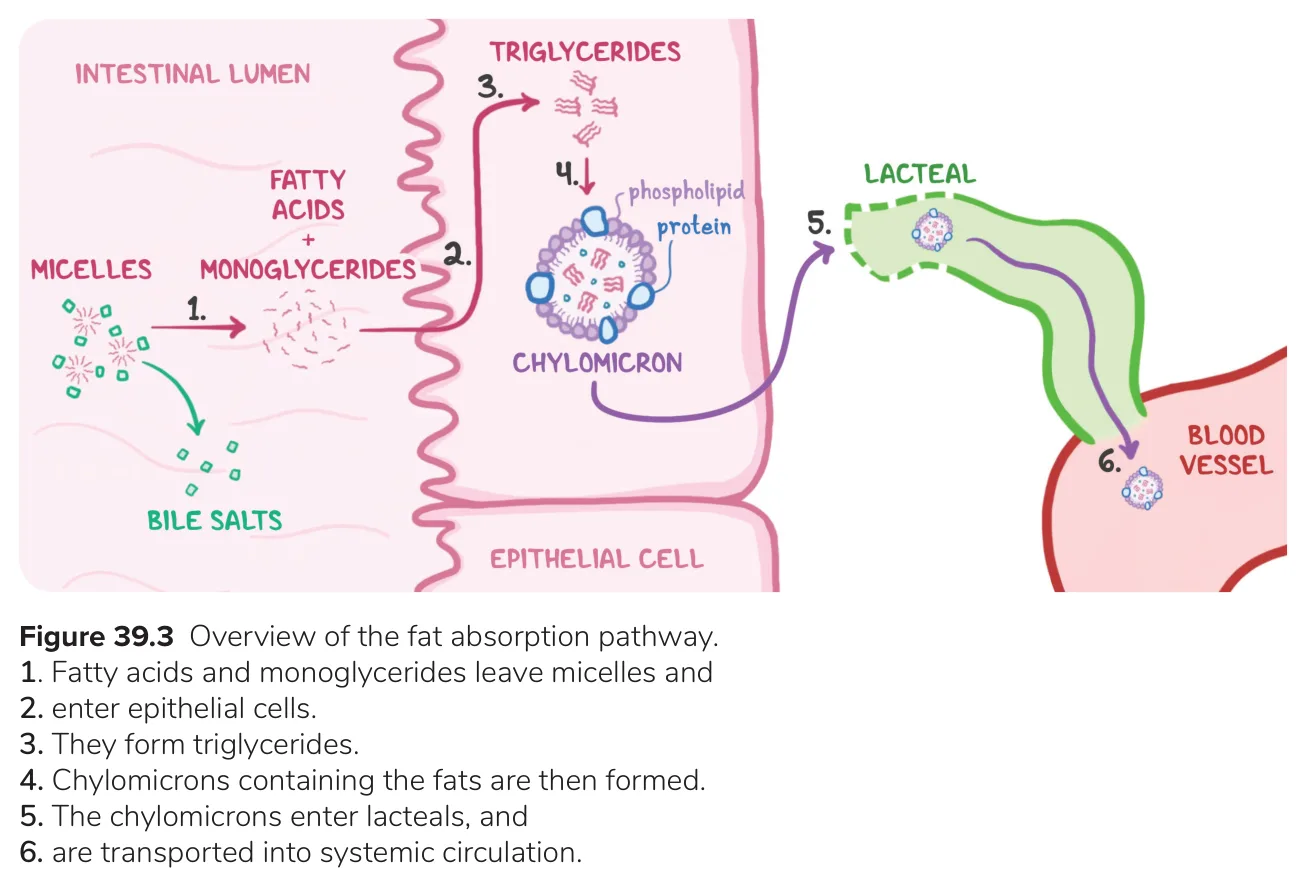 Micelles → enterocyte → triglycerides → chylomicron → lacteal → blood