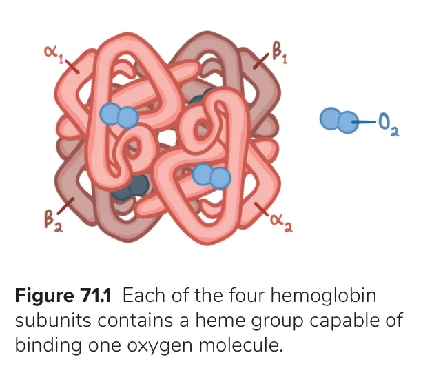 Each of haemoglobin's four subunits holds a haem that binds one O2.