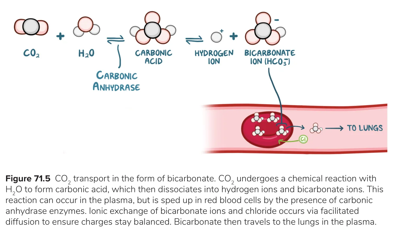 Osmosis: carbonic anhydrase in red cells; HCO3− leaves in exchange for Cl−.
