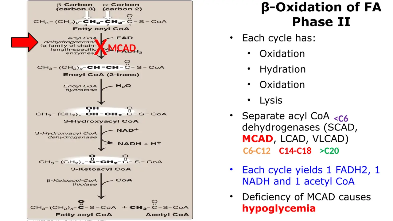 Chain-length dehydrogenases: SCAD  C20