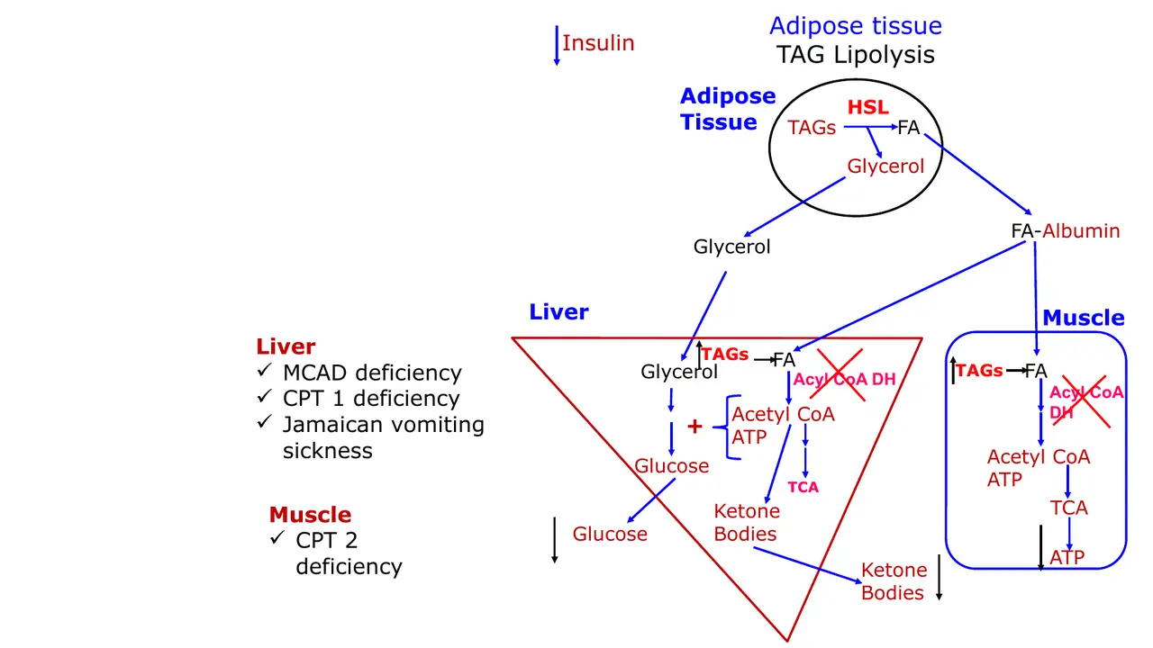 Vignette: fasting fuel map with the liver blocks and muscle CPT-2 deficiency