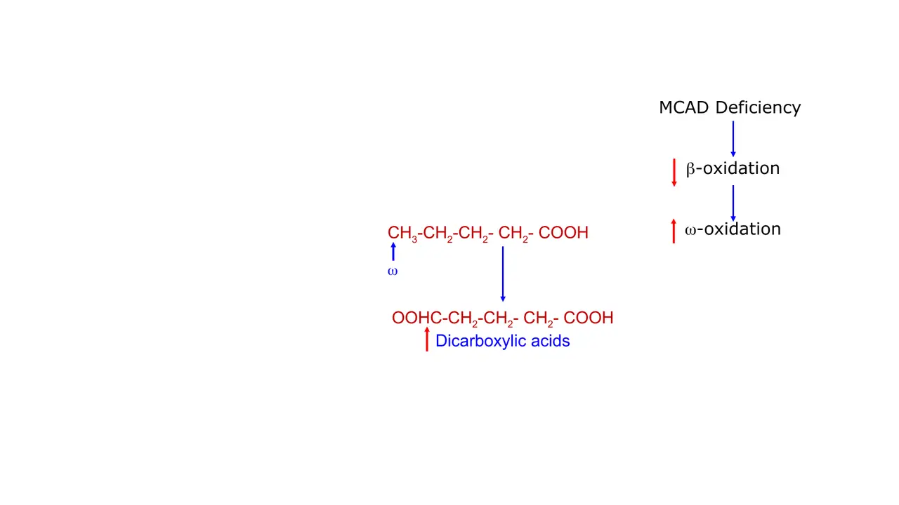 Vignette: in MCAD deficiency β-oxidation falls and ω-oxidation makes dicarboxylic acids