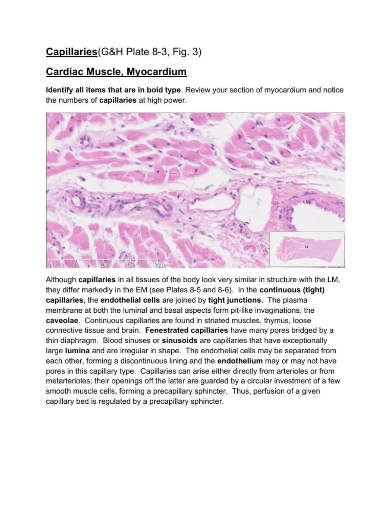 Lab manual, myocardial capillaries; continuous, fenestrated, sinusoid; precapillary sphincter text