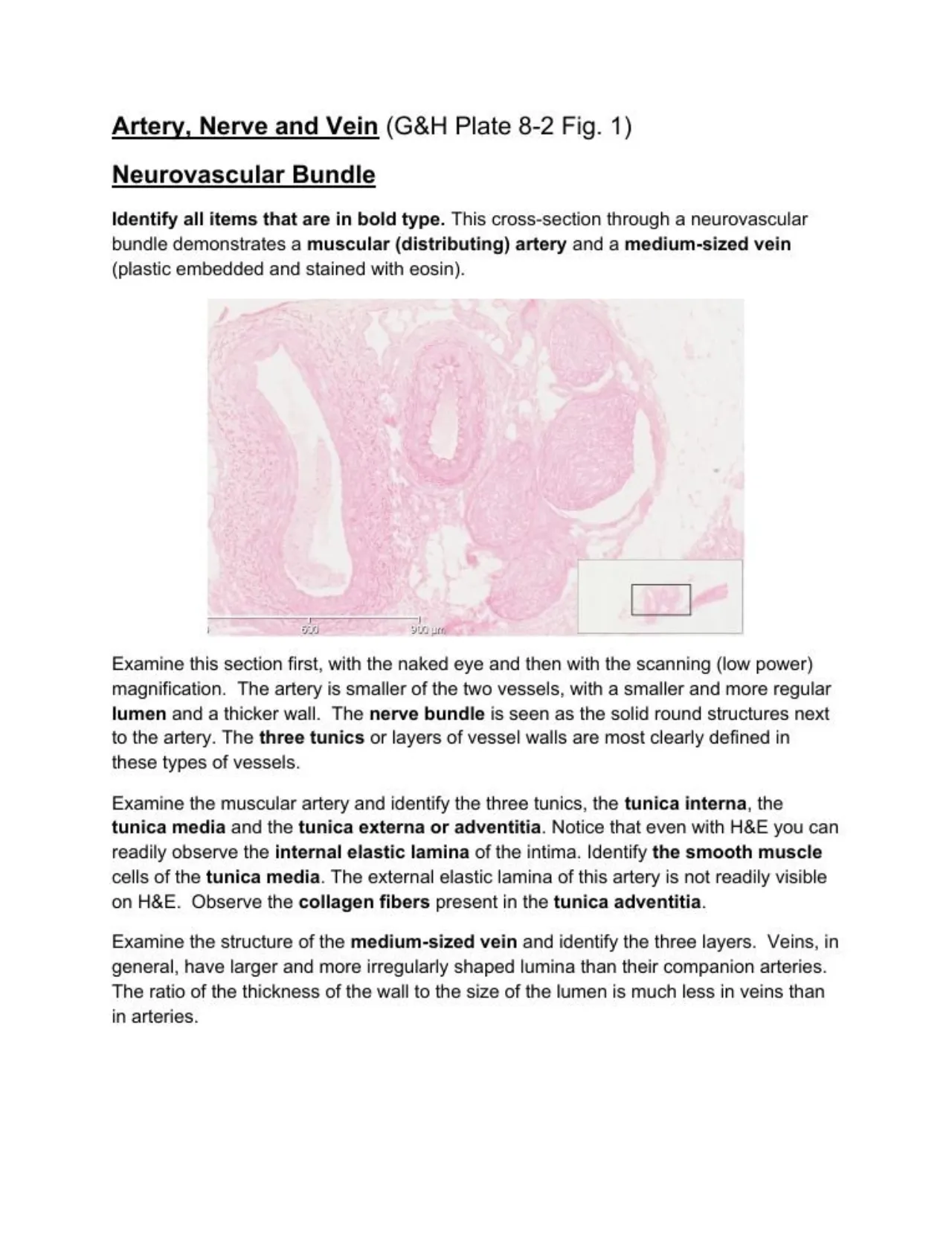 Lab manual neurovascular bundle: muscular artery, medium-sized vein and solid nerve bundles