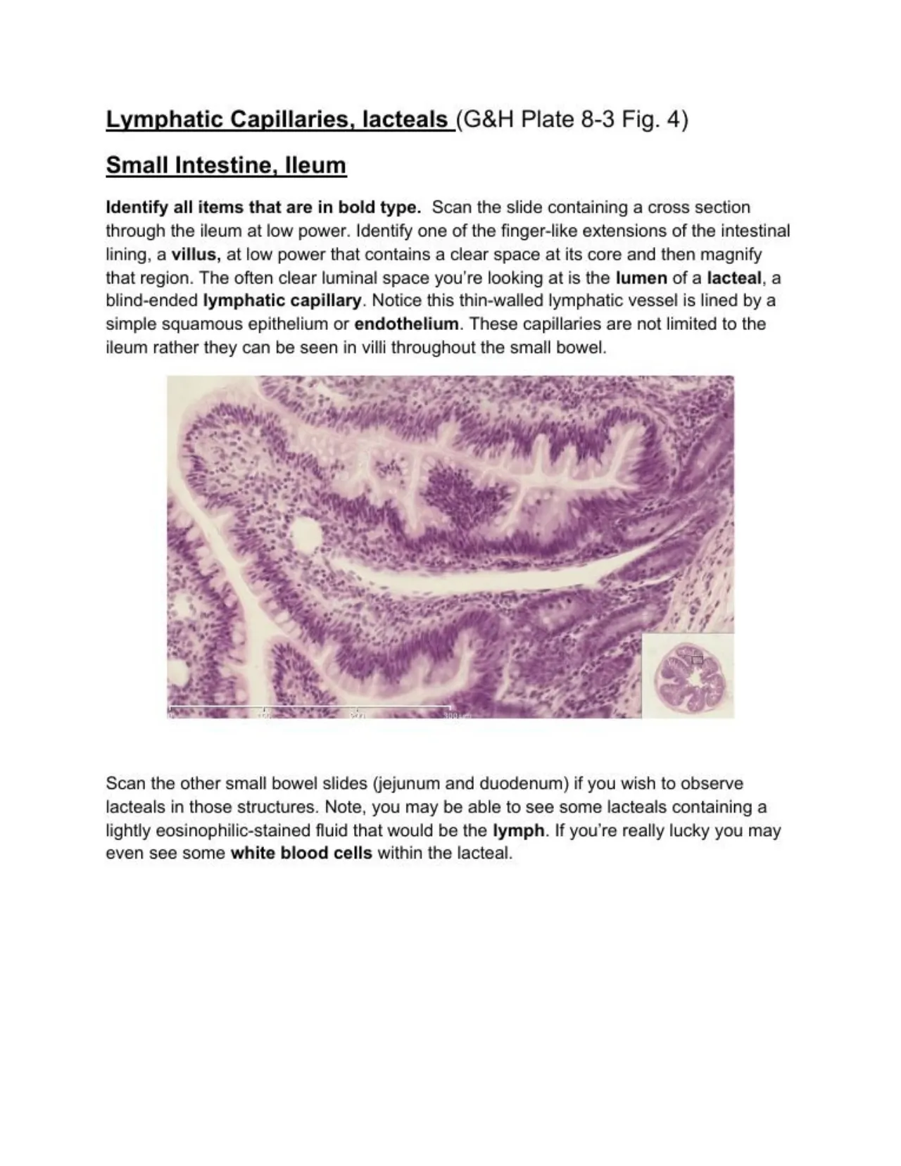 Lab manual, ileum villus: the lacteal, a blind-ended lymphatic capillary lined by endothelium