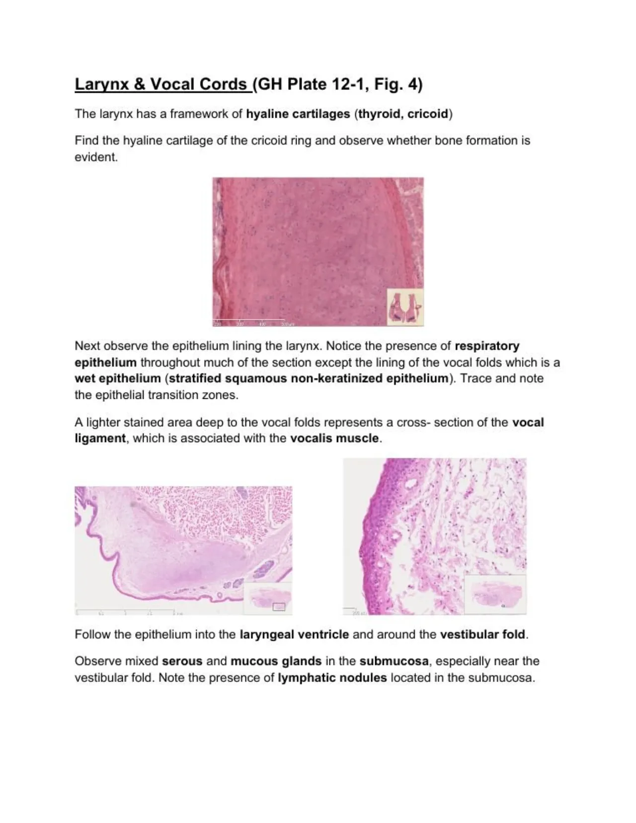 Lab manual: larynx, hyaline cartilages, respiratory epithelium except nonkeratinized SS vocal folds