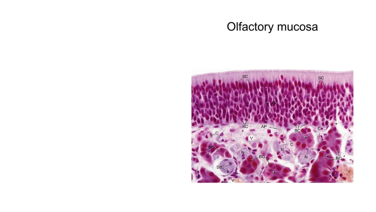 Vidal: olfactory mucosa, supporting, olfactory and basal cell nuclei over Bowman's glands and nerves