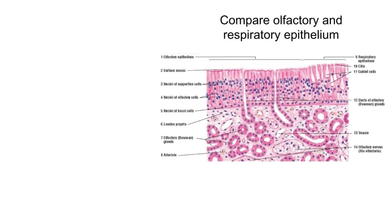 Vidal: olfactory vs respiratory epithelium side by side; Bowman's glands and nerves vs cilia and goblet cells