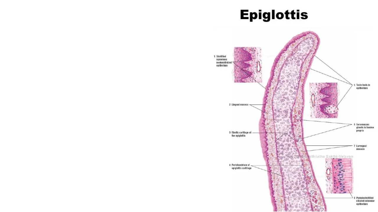 Vidal: epiglottis, elastic cartilage, squamous lingual surface, pseudostratified laryngeal surface