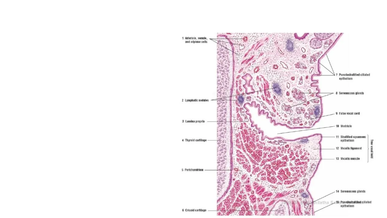 Vidal: larynx, false cord with pseudostratified epithelium and glands, true fold with SS and vocalis