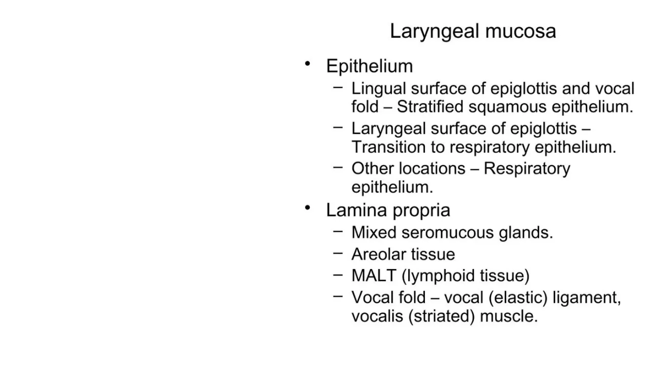 Vidal: laryngeal mucosa, stratified squamous on lingual epiglottis and vocal fold, respiratory elsewhere
