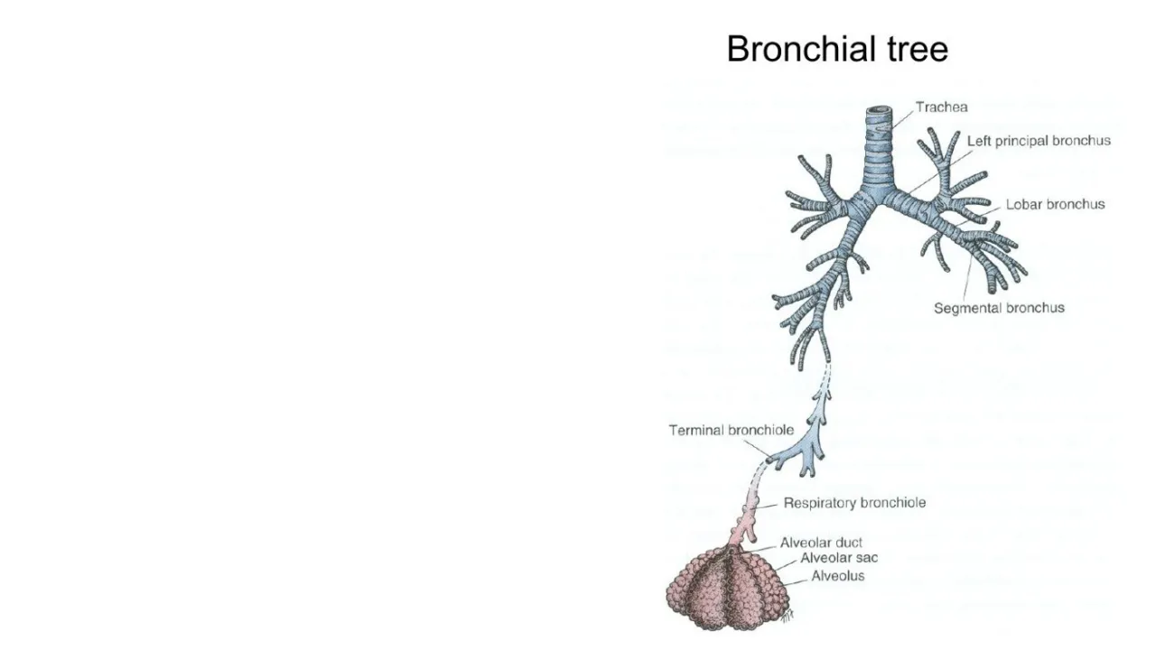 Vidal: bronchial tree from trachea and bronchi down to terminal and respiratory bronchioles