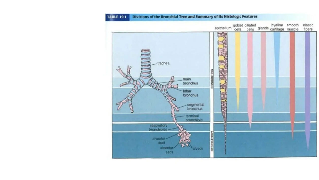 Vidal: Table 19.1, goblet cells, cilia, glands, cartilage, smooth muscle and elastic fibers down the tree