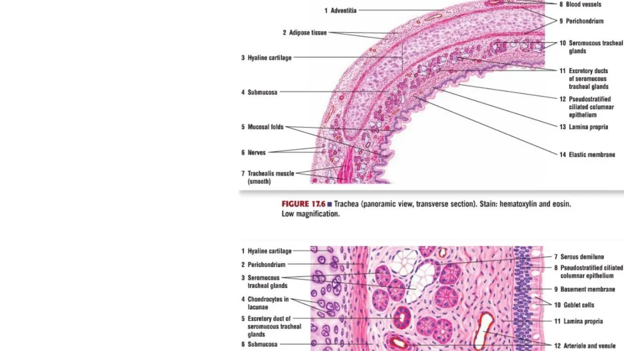 Vidal: trachea, hyaline cartilage, seromucous glands, trachealis; high power with goblet cells and BM