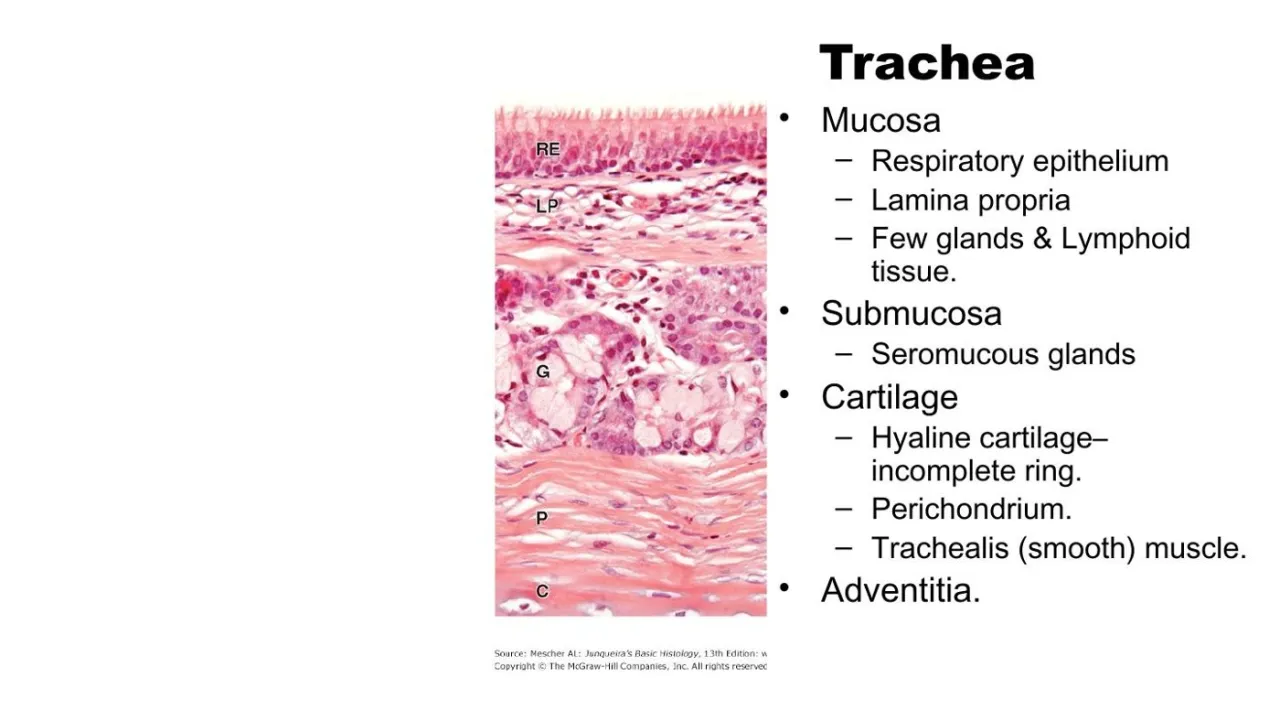 Vidal: trachea layers, mucosa, submucosa with seromucous glands, incomplete hyaline ring, trachealis