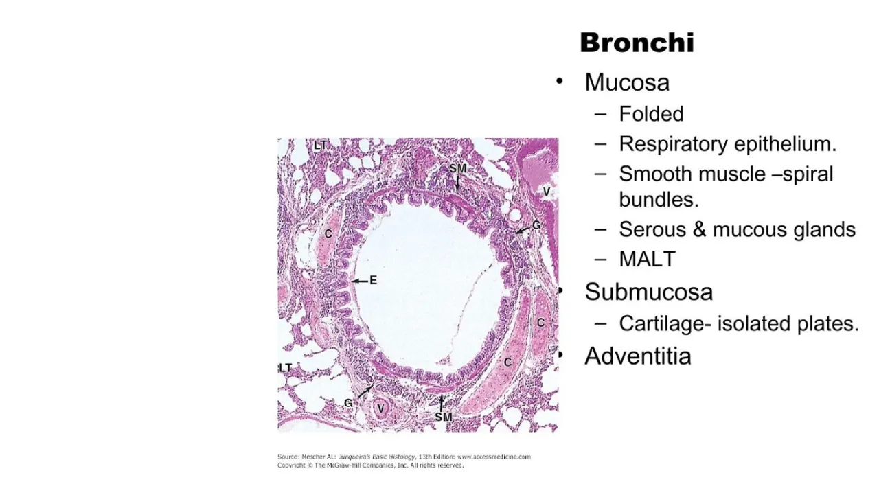 Vidal: bronchi, folded respiratory epithelium, spiral smooth muscle, glands, isolated cartilage plates