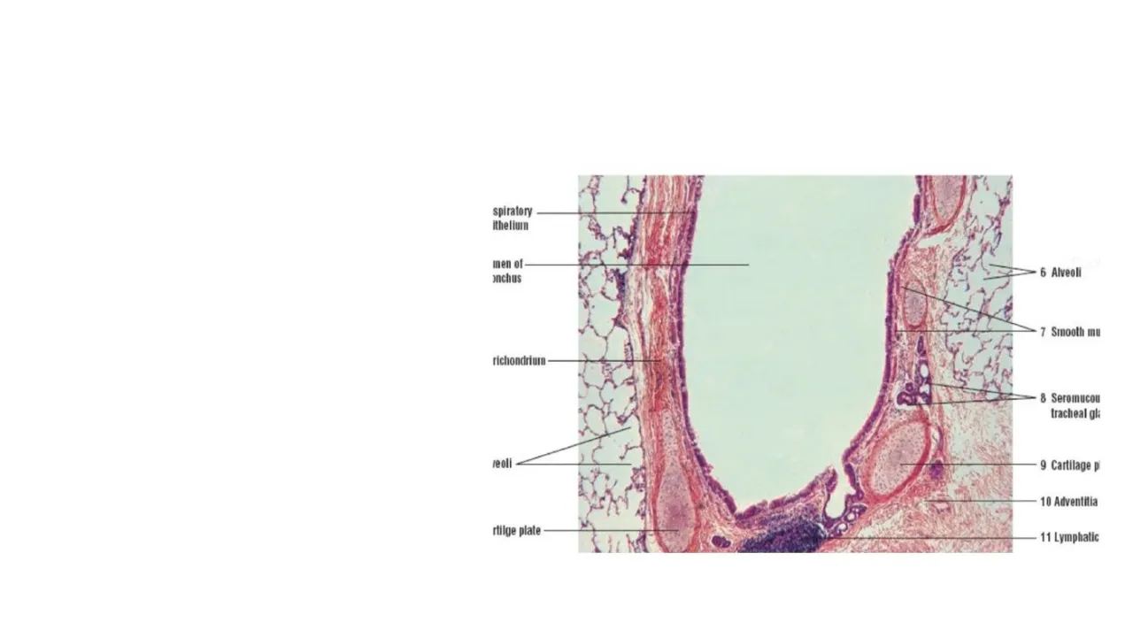 Vidal: intrapulmonary bronchus, cartilage plates, smooth muscle, seromucous glands, alveoli around