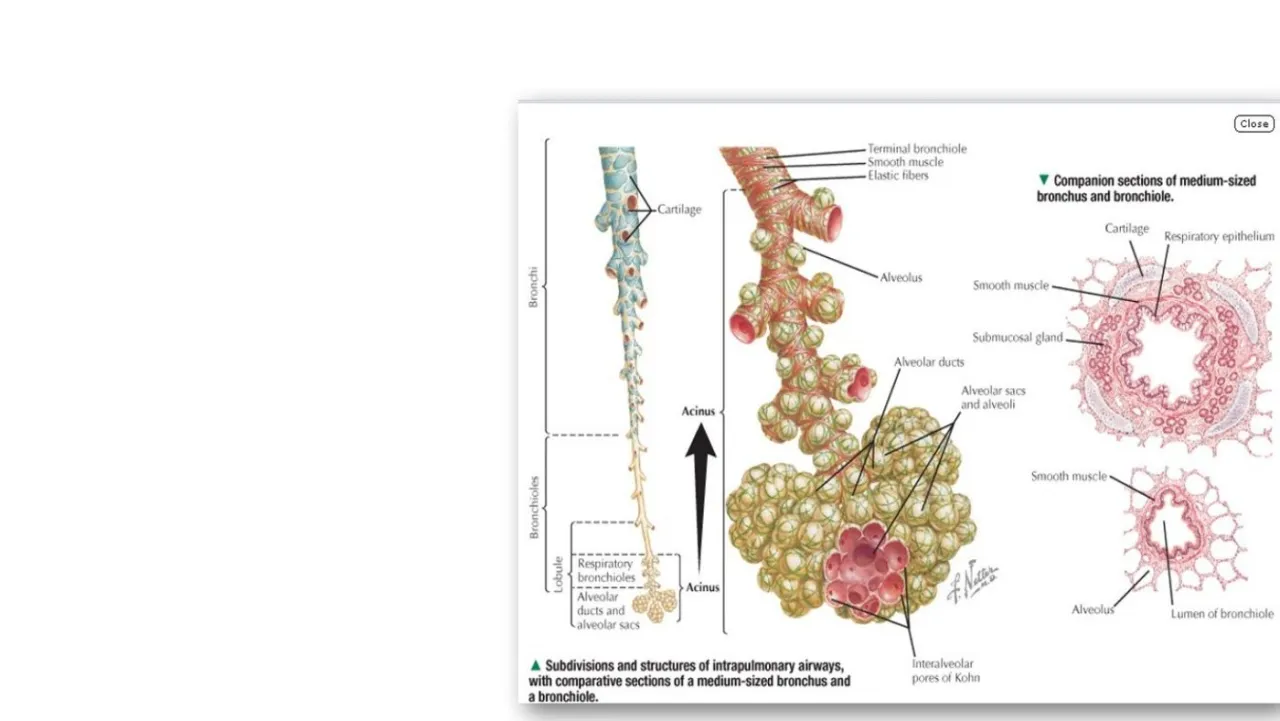 Vidal: Netter, cartilage plates in bronchi vs none in bronchioles, with companion cross-sections