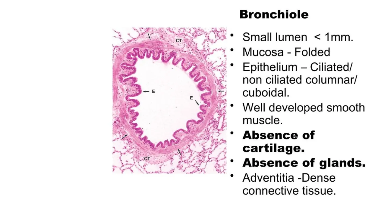 Vidal: bronchiole, lumen under 1 mm, folded mucosa, well-developed smooth muscle, no cartilage or glands