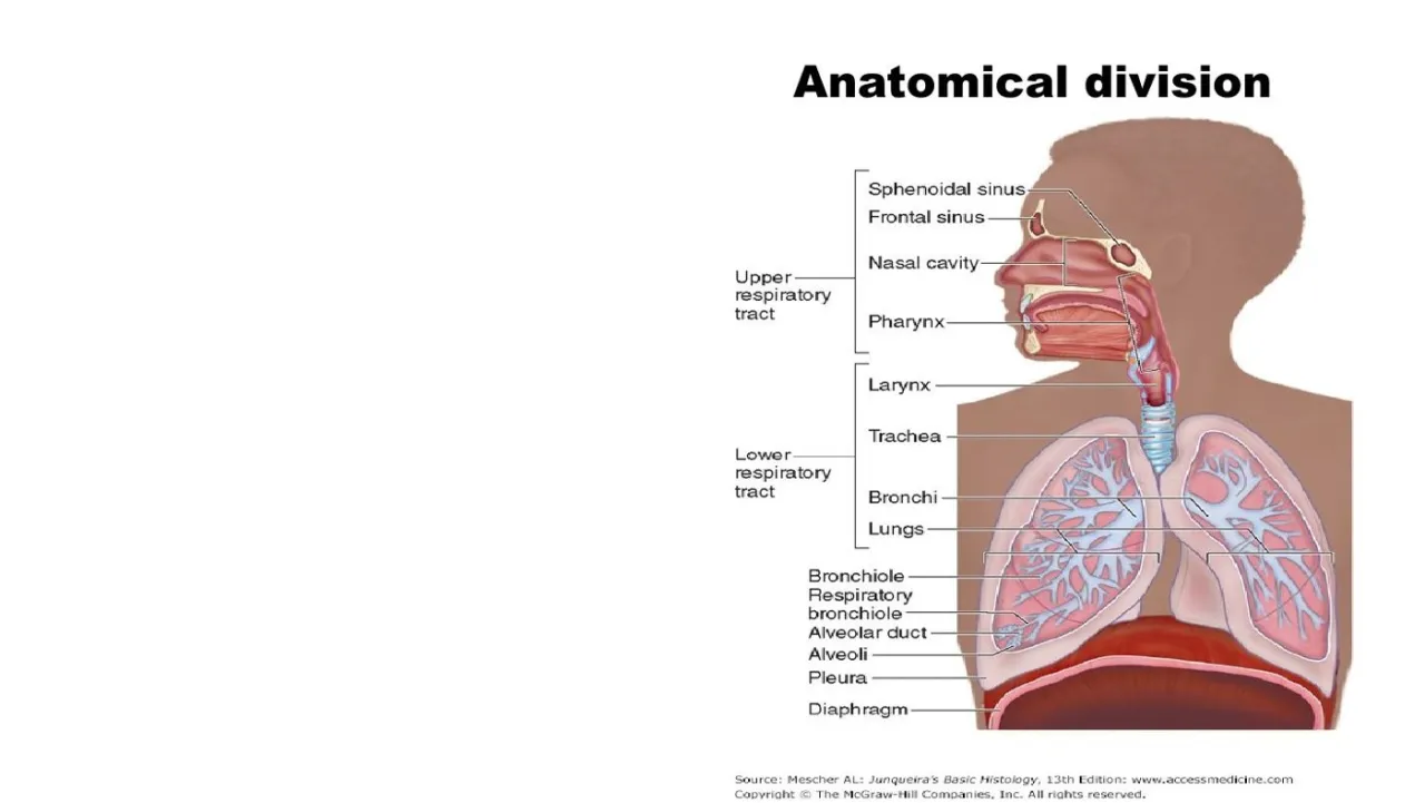 Vidal: anatomic division, upper tract (nasal cavity, sinuses, pharynx) vs lower tract (larynx to lungs)