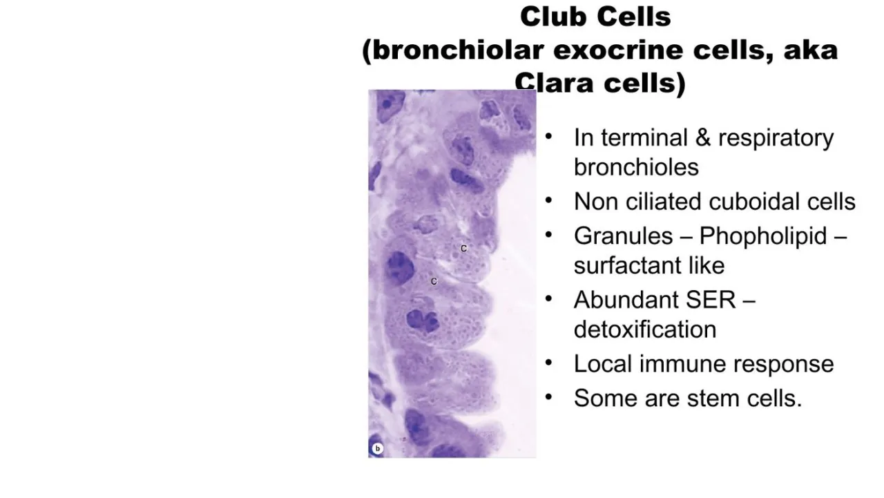 Vidal: club cells in terminal and respiratory bronchioles, non-ciliated, granules, SER, stem cells