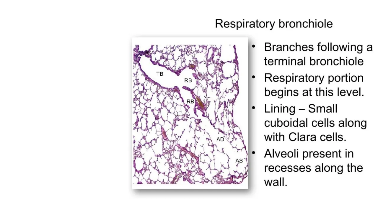 Lecture: respiratory bronchiole begins the respiratory portion; alveoli in recesses of its wall