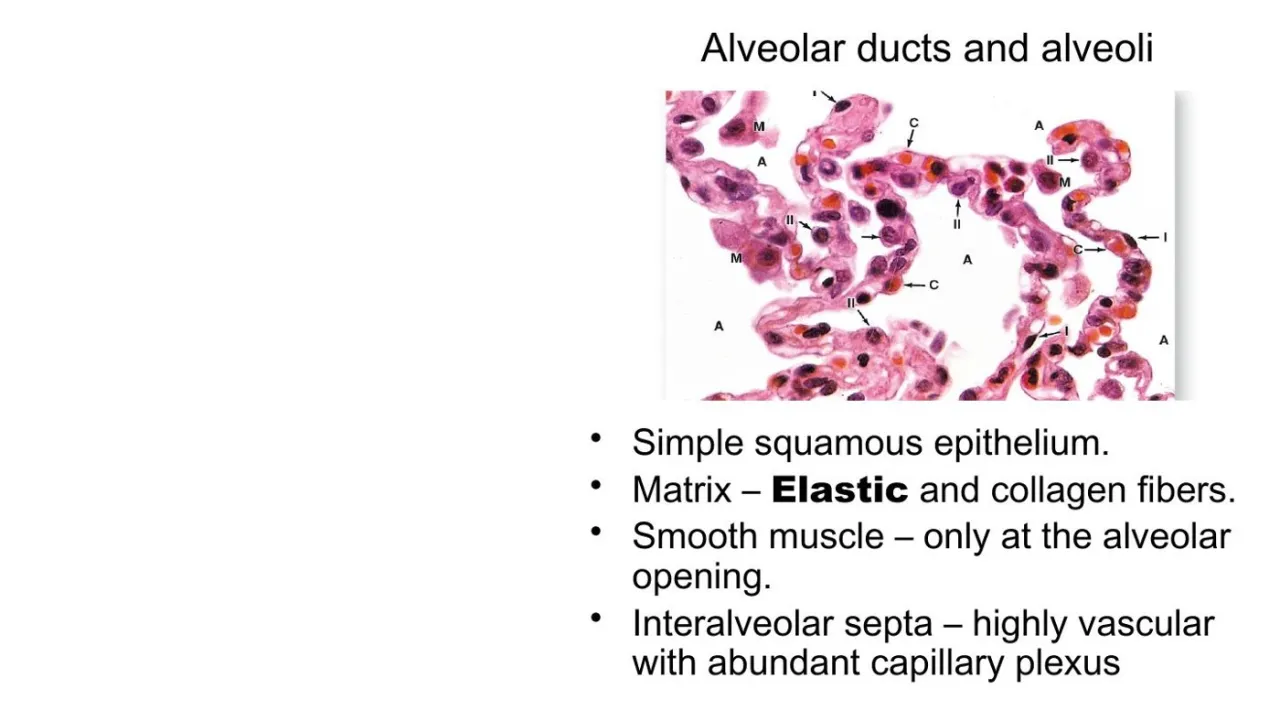 Lecture: alveolar ducts/alveoli simple squamous; smooth muscle only at openings; septa rich in capillaries