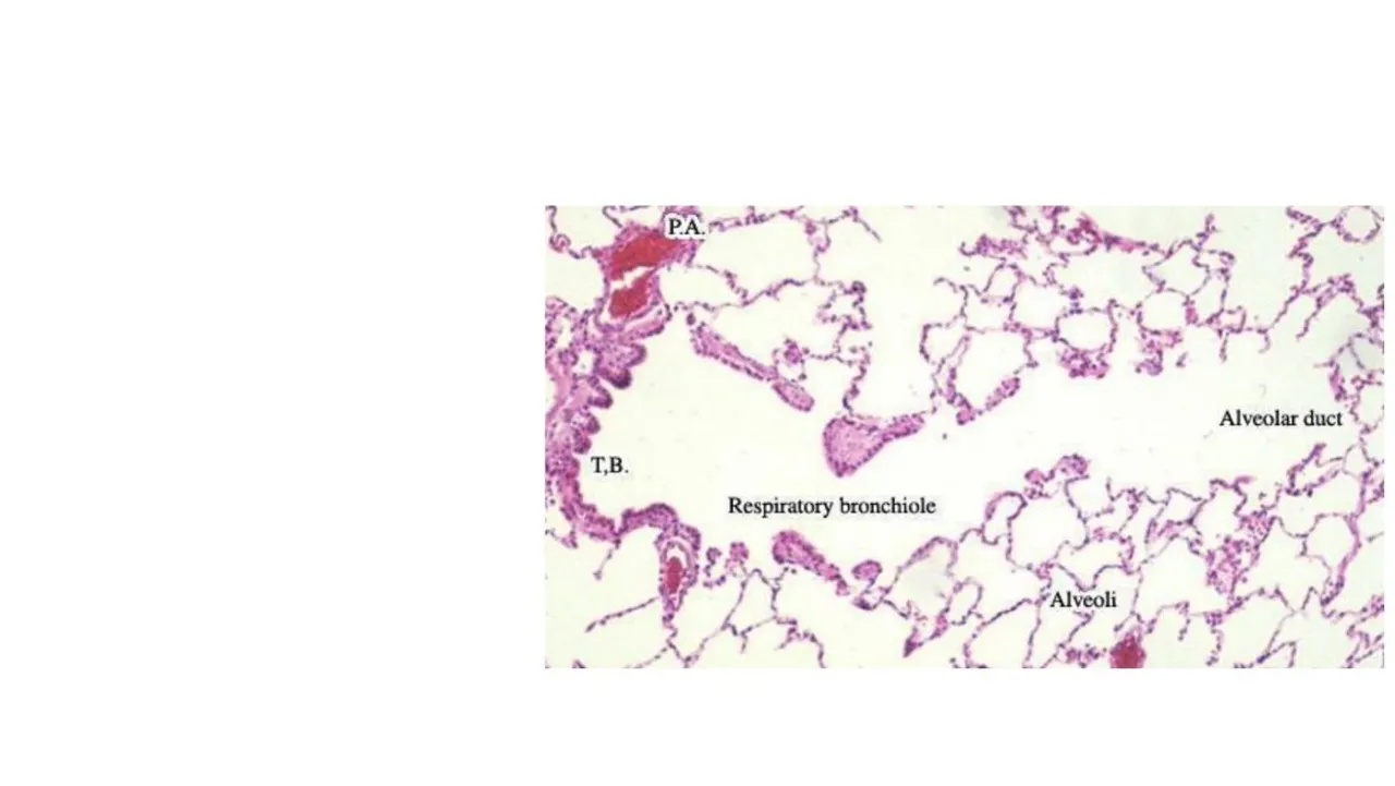 Lecture: low-power lung with pulmonary artery, terminal and respiratory bronchiole, alveolar duct