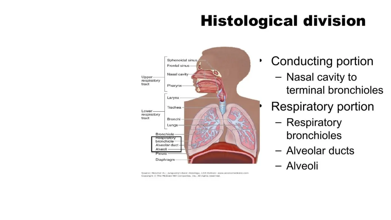 Vidal: conducting portion = nasal cavity to terminal bronchioles; respiratory = resp. bronchioles to alveoli